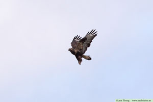 Fjällvråk, Buteo lagopus